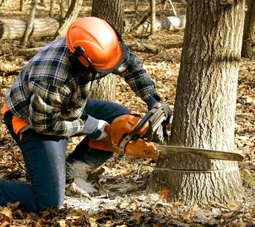 Tree Removal in Clear Brook, VA